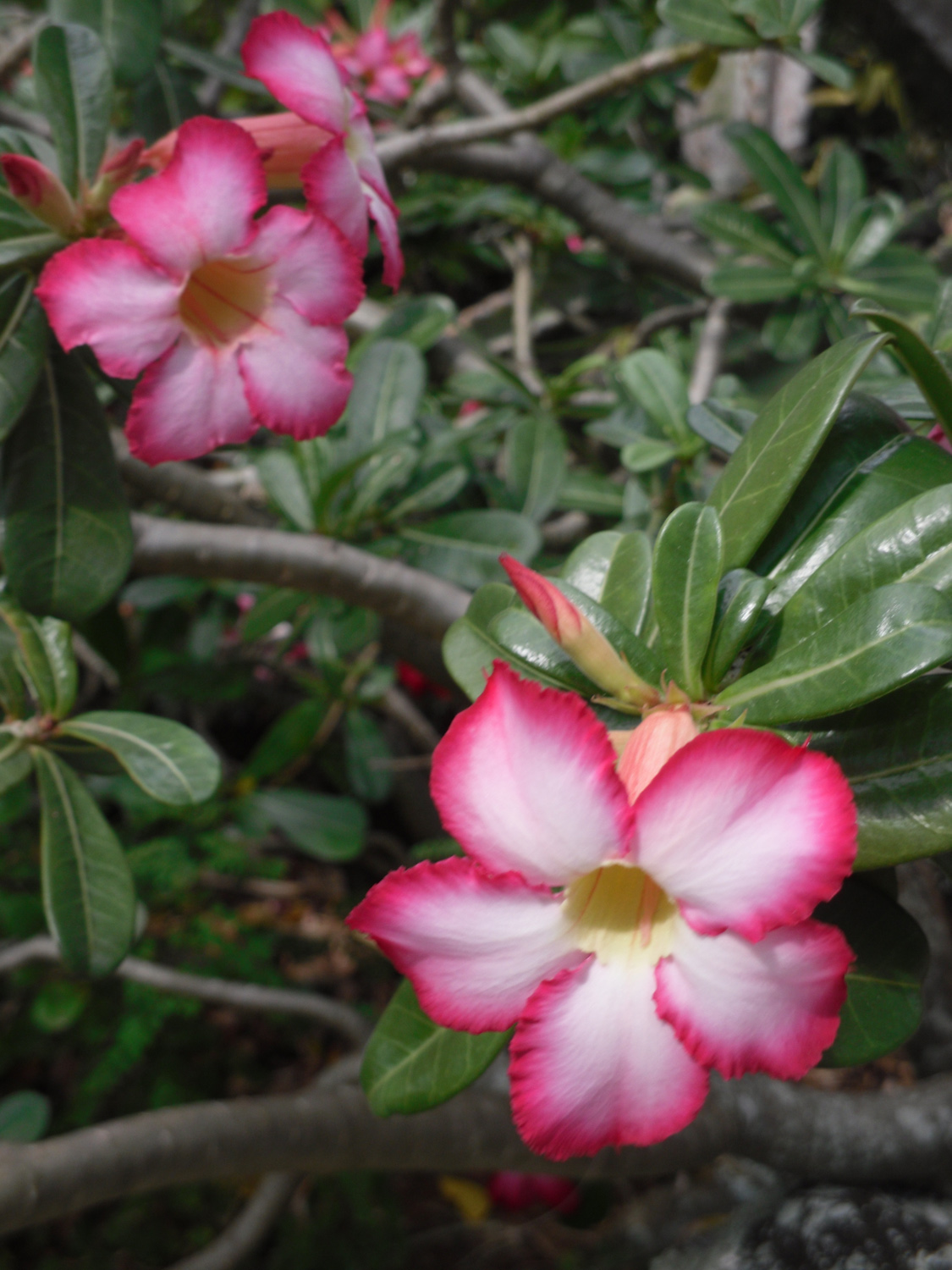 Pretty flowers of Kauai